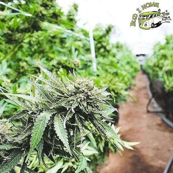 bud2home's tweet photo. Take a walk with Bud2Home, let us show you dankness. 🇨🇦 .
.
.
.
.
.
.
#Bud2Home #PassTheDuby #High #MMJ #Canada #CannabisCommunity #Cannabis #HighTimes #MMJPatients #Weednerdnation #WeShouldSmoke #CannabisHeals #CannabisIsMedicine #StonerFamily #StonersOfIG #WeedSocial #Weed… https://t.co/g6gVkaFCC8