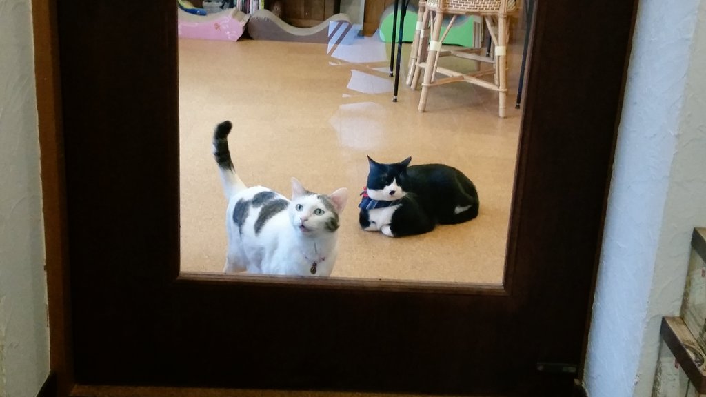 トミー 猫カフェ 五匹の猫 感想 まずカフェとしての質が高い スイーツやランチはパリ ロレーヌのレシピで作られてるとのこと お店の人も優しく丁寧 猫の臭いは全然なく トイレのしつけもされてる 隅に隠して換気もしてる なでたり おやつをあげたり