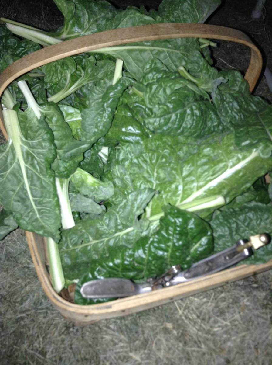 vintage1978's tweet photo. So fruitful 😜😉🌱#vegan #vegano #garden #jardin #gardening #vegetable #vegetal #veganlifestyle #chard #swischard #delicious #fresh #fromthegardentomytable #urbangarden #highdesert #fruitful #greens #lunch #harvest #nightlife #saturday #cosecha @JohnnySeeds https://t.co/pcxN1tWo4A