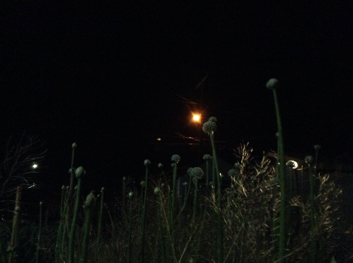 vintage1978's tweet photo. Onion Blossoms 🌱😃🌻#Garden #Jardin #Vegan #Vegano #Onion #Cebolla #Vegetal #Vegetable #Bulb #FromTheGardenToMyTable #FTGTMT #RaisedBed #gardening #nogmo #wintergarden #urbangarden #highdesert #nighttime #onionblossom #blooms #flowers #saturday #spring https://t.co/WyhIxLrxq8