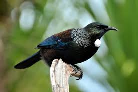 Vanurtle's tweet image. 2 Tui (Native NZ bird also called a "Parsons bird" because of the white tuft at their  throat) kept me company while I hung laundry outside. Their calls are beautiful. #Tui #Nativebird #Newzealand #Aotearoa