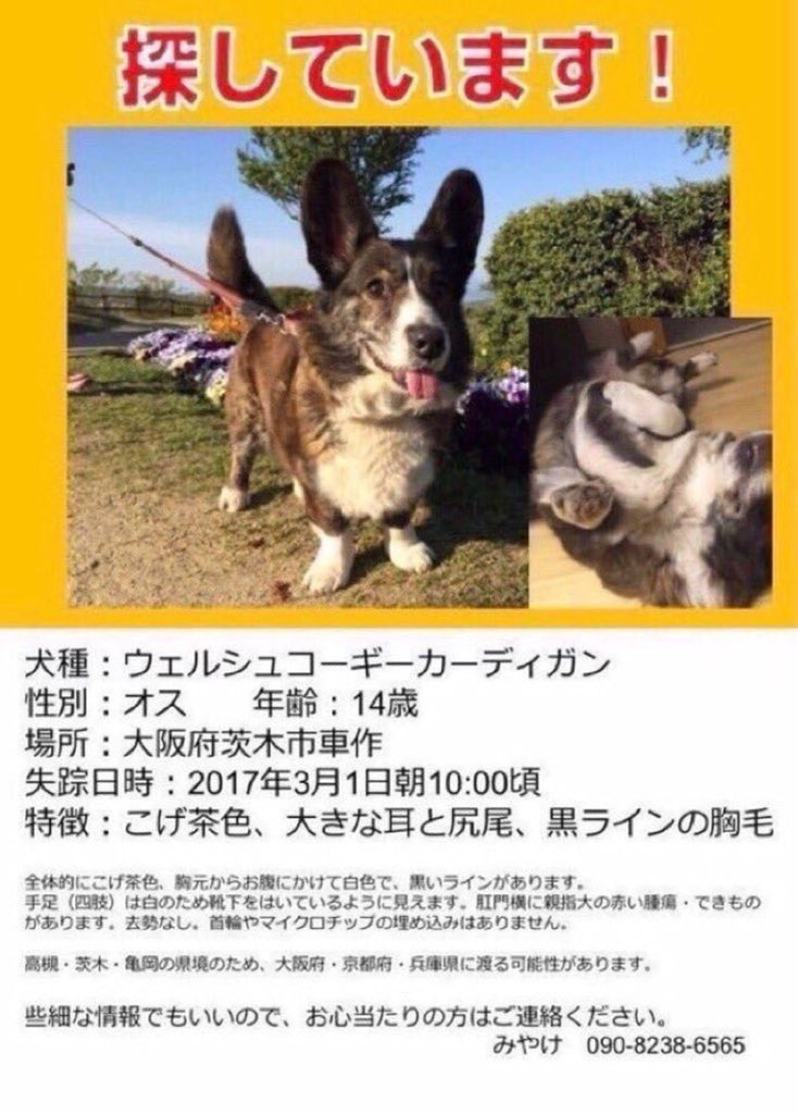 miyachan_888's tweet photo. @naocyar0405 #拡散RTお願い致します #大阪府茨木市 #ウェルシュコーギーカーディガン♂がいなくなりました。見かけた方はご連絡をください。焦げ茶色の尻尾あり#迷い犬 #迷子犬 #保護 #コーギー #大阪府 #茨木市 #高槻市 #京都 https://t.co/JLfFcRK36l