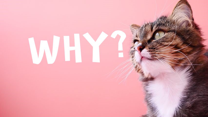 Meow_ARCat's tweet photo. Why do you want to keep a cat?Please tell me the real reason. #meow_arcat https://t.co/e3CJNIxrfr