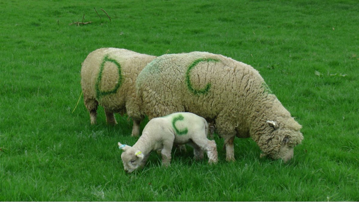 shugboroughNT's tweet photo. Have you seen our adorable newborn lambs yet? There is still plenty of time to visit us over this #BankHolidayWeekend https://t.co/o8c4H0h78X https://t.co/REe3YdmXmf