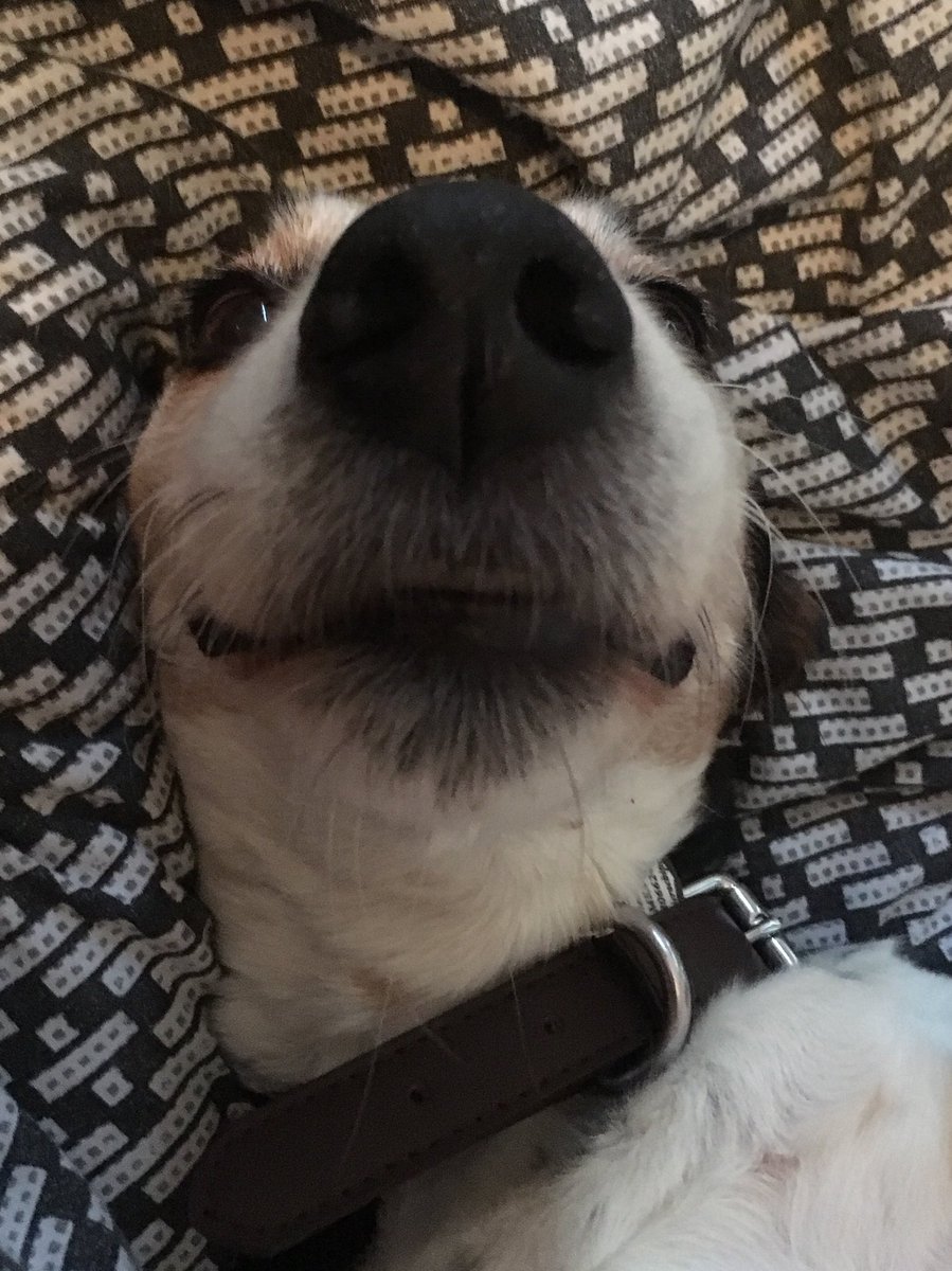 richjstevenson's tweet photo. @rickygervais Sparkie’s attempt at #bathface (he didn’t realise he needed to be in the bath!) #rescuedog #jackabee https://t.co/yEqn0bZsss