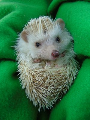 PetSavers_UK's tweet image. Something special to help you remember #HedgeHogAwarenessWeek a photo from one of the 2018 Jr photography Competition. #HAW2018 #hedgehogsoftwitter #hedgehog