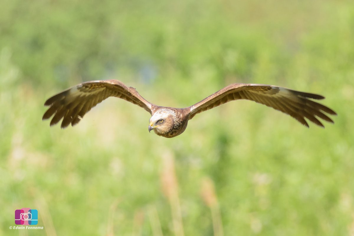 Fotograveluwe.nl (@fotograveluwenl) on Twitter photo Vandaag bij de rietlanden in Elburg deze #bruinekiekendief vast kunnen leggen.
@mjphotonl <a href="/NatuurKiek/">Ronald O</a> <a href="/grauwekiek/">Grauwe Kiekendief - Kenniscentrum Akkervogels</a> <a href="/Bpmfotografie/">BPMfotografie Breda</a> <a href="/OnzeVeluwe/">Onze Veluwe</a>
Meer foto's op: m.facebook.com/story.php?stor… Vandaag bij de rietlanden in Elburg deze #bruinekiekendief vast kunnen leggen.
@mjphotonl <a href="/NatuurKiek/">Ronald O</a> <a href="/grauwekiek/">Grauwe Kiekendief - Kenniscentrum Akkervogels</a> <a href="/Bpmfotografie/">BPMfotografie Breda</a> <a href="/OnzeVeluwe/">Onze Veluwe</a>
Meer foto's op: m.facebook.com/story.php?stor…