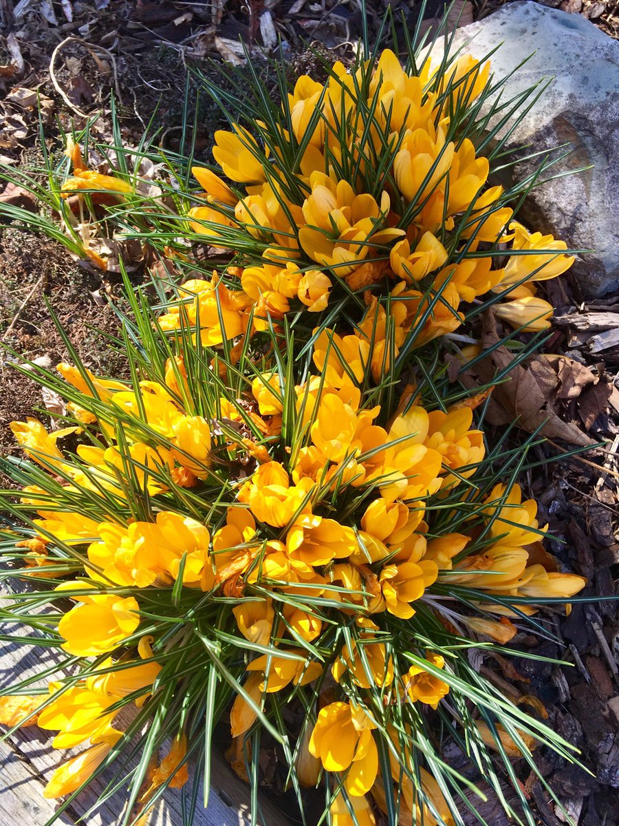 Aschoonerinn's tweet image. Catching a little Spring bloom in the Garden

#ohYeah 
#springInMyStep
