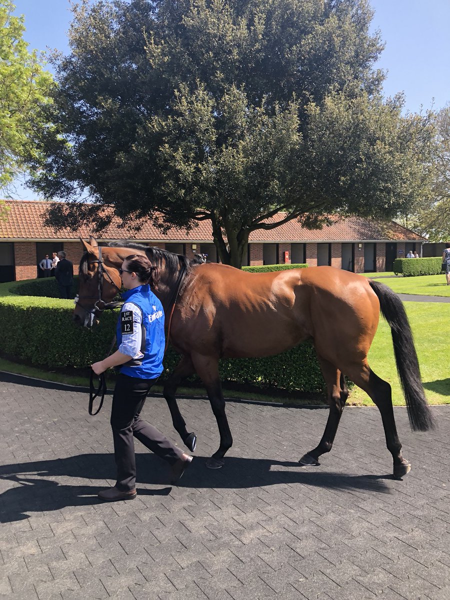 godolphin's tweet photo. #WolfCountry, #Alqamar and #CelestialSpheres step out for #TeamGodolphin in the opener on #1000Guineas Day 🙌 https://t.co/PrSjKRolSK