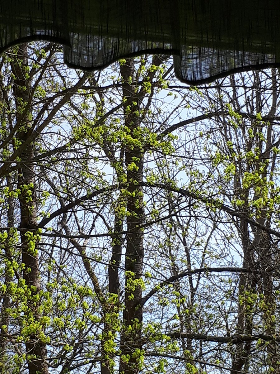 Lady_Annieloy's tweet image. #Springwindow ☺ I love this time of the year when all the leaves are on it's way.