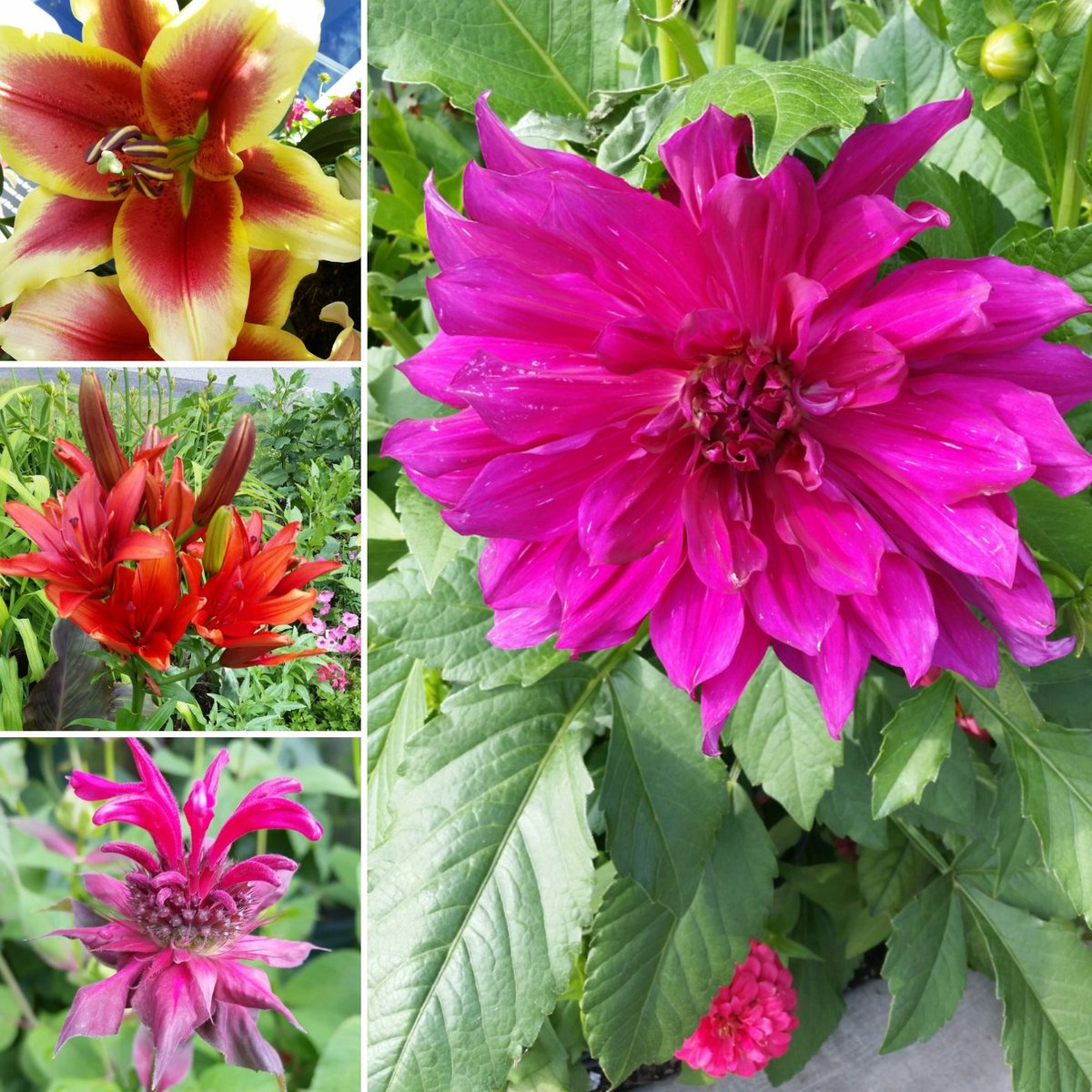 NHWoodstockInn's tweet photo. Pics from the #gardens around the inn last year. 😊🌷🌻🌺 #comingsoon #springtolife #gardening #greenthumb #cometoplayplantostay #nh #visitnh #whitemountains #northwoodstock #feelfreetobe #getoutsidenh https://t.co/2cYfk31s9W