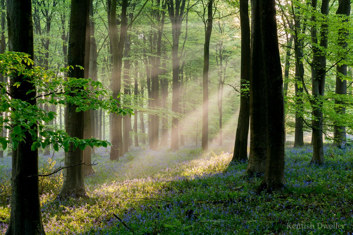 A few shafts of light in King's Wood, Challock early this morning. The thing I love seeing. Part of the #KentDowns. Quite near #Ashford, quite near #Faversham and #Canterbury too. @KentDownsAONB #Kent