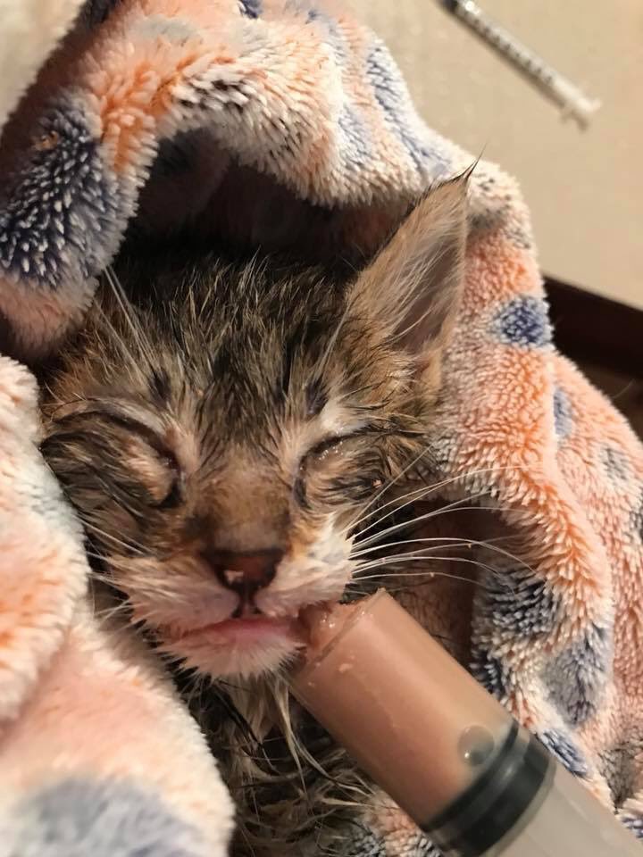 Sweet little Tiger is a 6-week-old Tabby kitten fighting for his life in the ER. He has a severe URI and needs to be bottle fed. His temperature was extremely low so he needs lots of supportive care.
