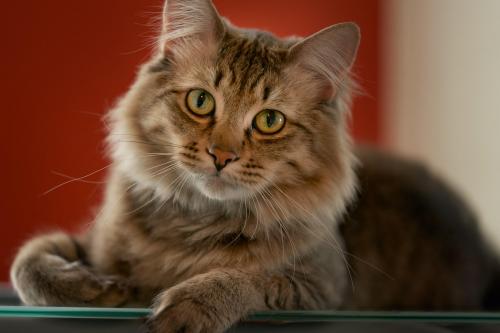 fostertoforever's tweet photo. Sunday morning is perfect for a Latte -- and we just happen to have one, ready to adopt. @SHHAnimalRescue #Latte #SundayBrunch #MInnesota #ConsignmentCats https://t.co/VAQz33CXLY