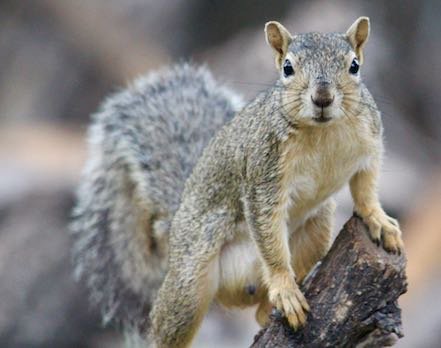 sciuridaely's tweet photo. It’s going to be a great day for nut gathering! #SquirrelsOfTheWorldUnite! https://t.co/mFXbFPgHRX