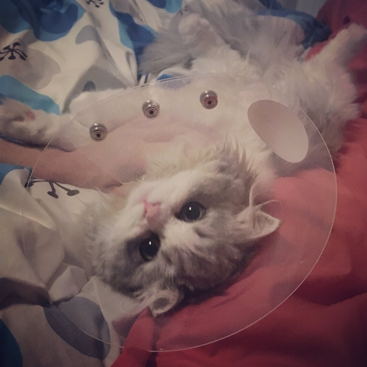 Himiko Cat ひーちゃんの可愛さは神級やな ねー これ外して とひーちゃん もうちょいの辛抱や ひーちゃんが 可愛すぎて生きてるのが辛い エリザベスカラー着用中 スコティッシュフォールド たちみみスコ 猫 ねこ ねこ部 にゃんこ にゃんすた