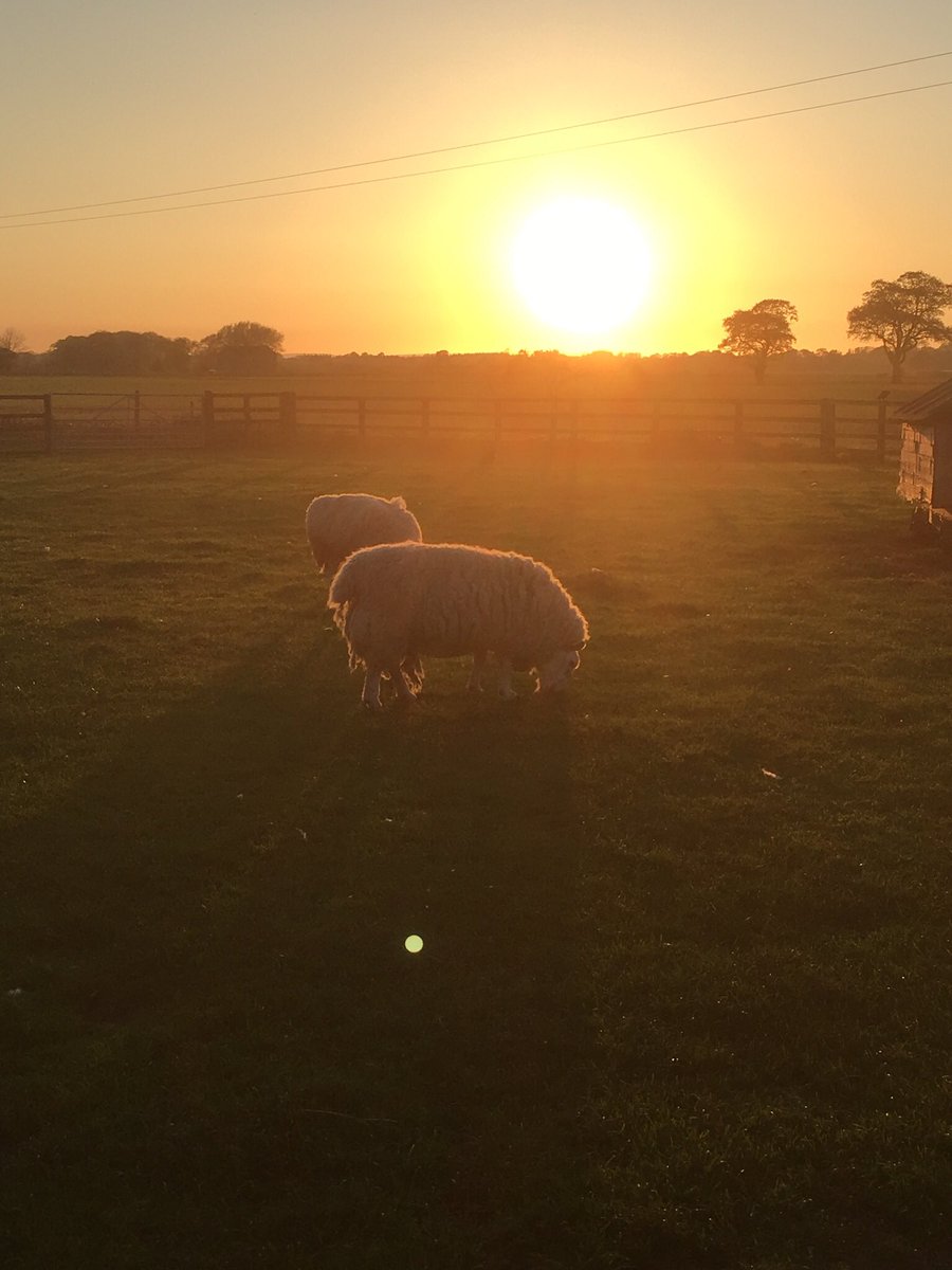 Will Scholey tweet media