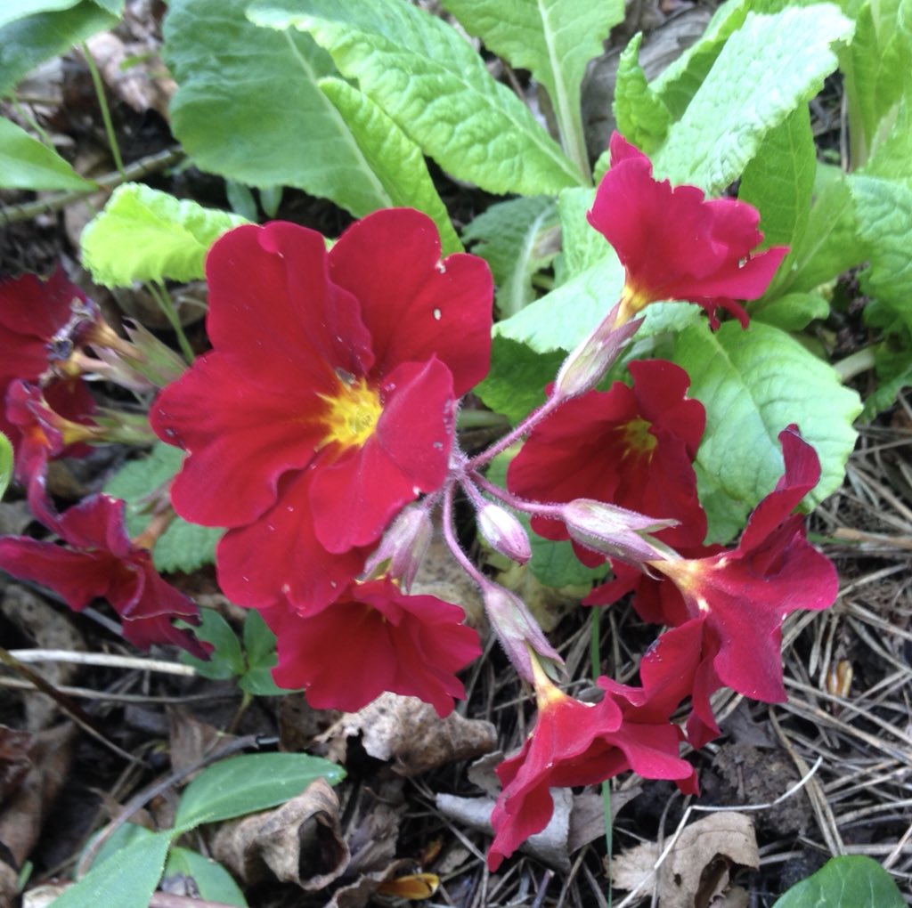 Still on Primulas, here is one of the Barnhaven Ramona seed strain of polyanthus...luscious #Primula