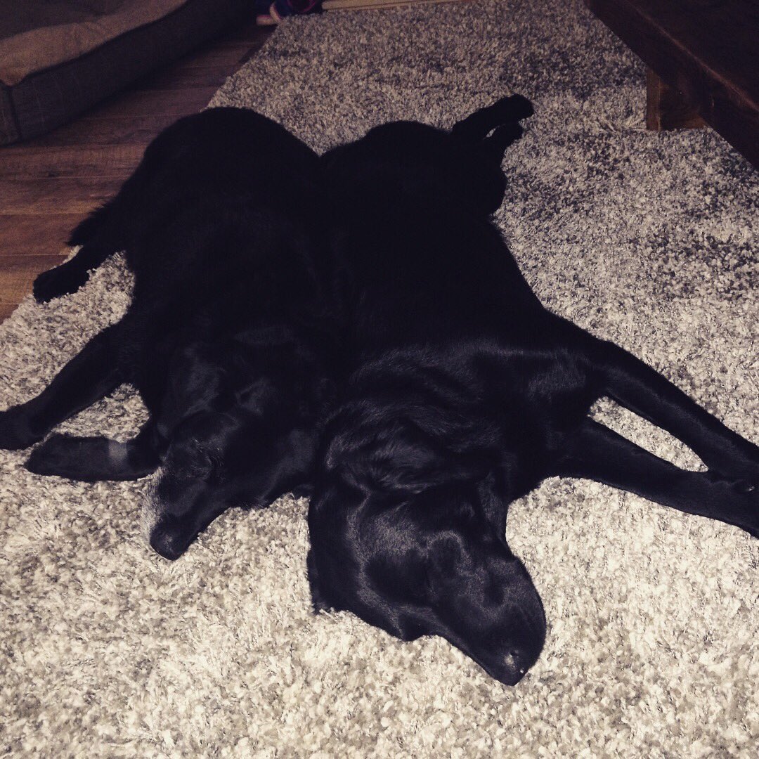 mtsportraits's tweet photo. In an inconsistent and often baffling world, the constancy, consistency and gentleness of these two black labradors melts my heart. #blacklab #labrador #dogsofinstagram #creativecrowd #love #sleep #heart https://t.co/4QrtJH3Oq1
