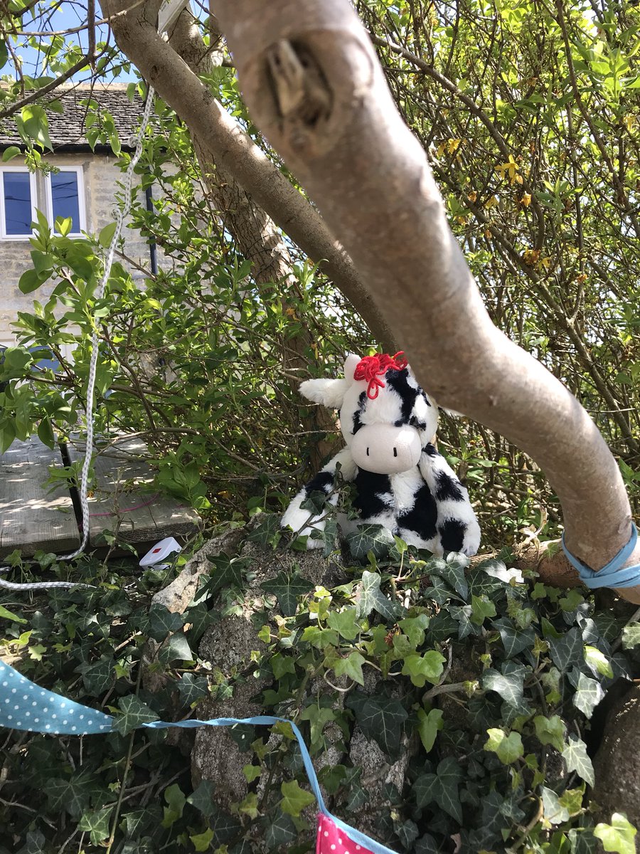 Back for more today 1-5pm. See if you can spot lovely little Tweedy the Cown amongst the big cows on the route?  Giffherds Circus . <a href="/giffordscircus/">Giffords Circus</a> #AmberleyCowHunt
