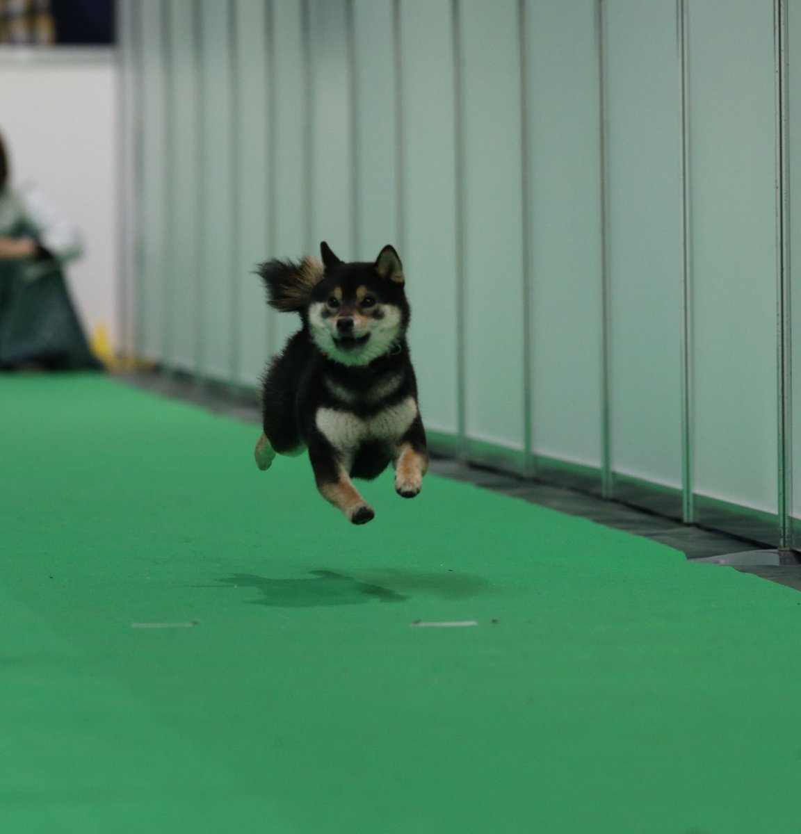 黒柴 海 うみ 帰ろうかと出口に向かってた時にうっかり吸い寄せられて並んだ飛行犬 本当にただただ可愛くて死にそう W 淡路島 行っちゃおうかな ってなるね 私が後ろでヤンキーの様に座ってるのは気にしないでwww ペット王国 飛行犬