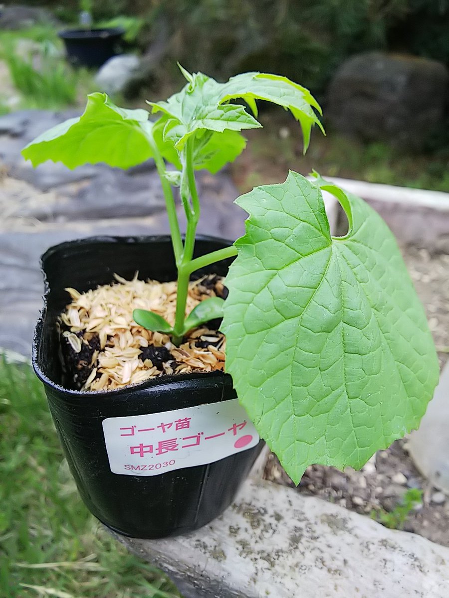 信州発 家庭菜園 Q S Natural Garden 大きい ゴーヤ やってみます 毎年ミニだったので 大きいプランターないので 菜園の空いた所で路地栽培してみようかな その方がゴーヤって大きくなりそうな気がして 中長ゴーヤ ニガウリ ミノール 信州発 家庭菜園 Q S Natural Garden 大きい ゴーヤ やってみます 毎年ミニだったので 大きいプランターないので 菜園の空いた所で路地栽培してみようかな その方がゴーヤって大きくなりそうな気がして 中長ゴーヤ ニガウリ ミノール