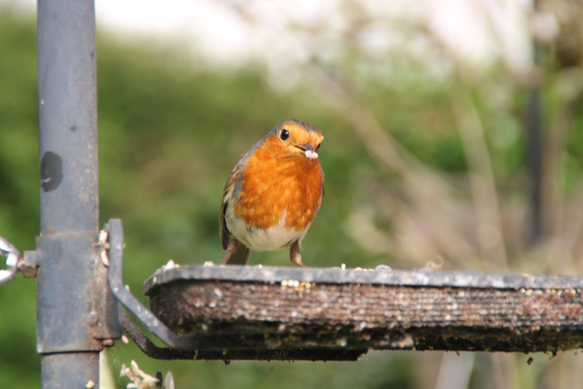PoplarsPenny's tweet photo. #SundayRobin https://t.co/4zD8EjqPLC