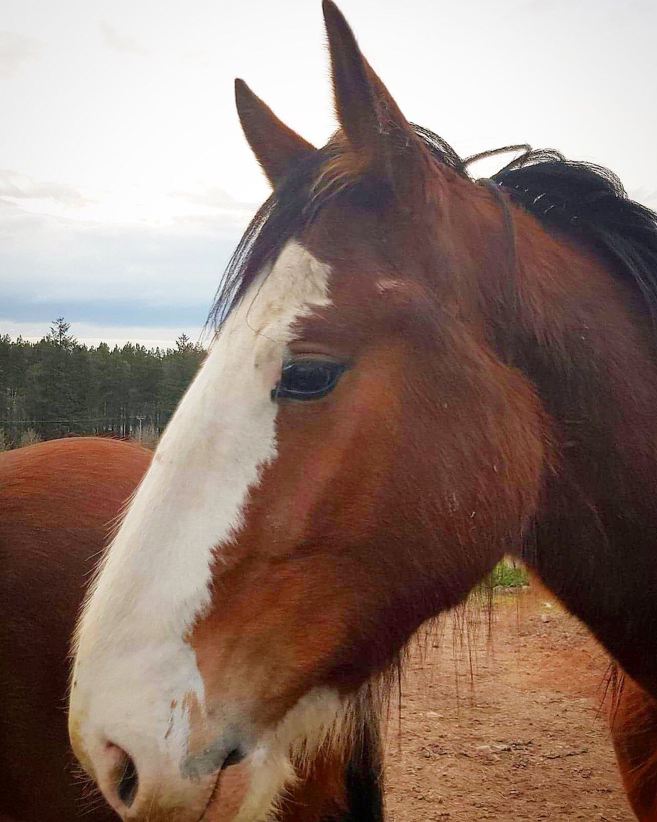 HeelanHomestead's tweet photo. A lovely evening ... watching the sun go down.
Happy animals, happy garden, happy me ... ๐ #outdoors #lifestyle #scotland #garden #horse #homesteading #selfsuffient #organic #countrygirl #adventure #travel #discover #grow #etsy #handmade #art #craft #design #hiking #kitesurf #uk https://t.co/rjoEz9tt75