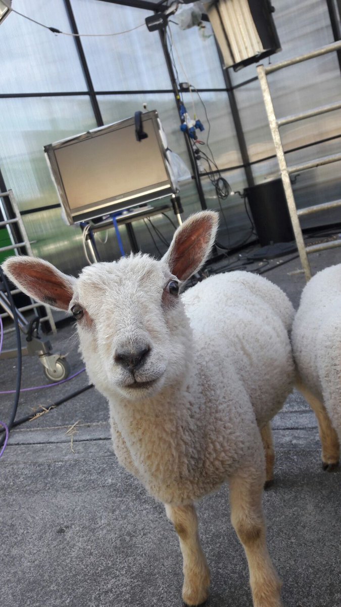 AgriAware's tweet photo. The guys are all set for the big screen here @TV3Ireland tune in at 10.45 to hear all about #OpenFarm18 https://t.co/rKlROVd5Nu
