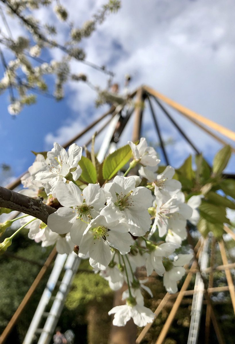 We hope you’re enjoying your #bankholiday #weekend ☀️ #tipi #sunny #cherryblossom #herts #wedding #celebration