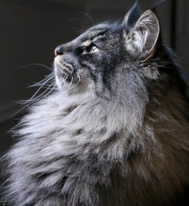 二度見するほど美しい生き物 ノルウェージャンフォレストキャット ノルウェー原産のネコ 北欧神話に登場したり 女神フレイアが車を引かせていた2匹の大きな猫が ノルウェージャンフォレストキャットだったなど 様々な伝説が語り継がれています