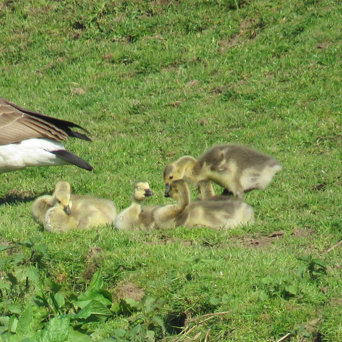 KDBraddy's tweet photo. Geese with their goslings by the River Glaze, near Woolden Manor, UK #goose #birdss https://t.co/lb7kDIthRo