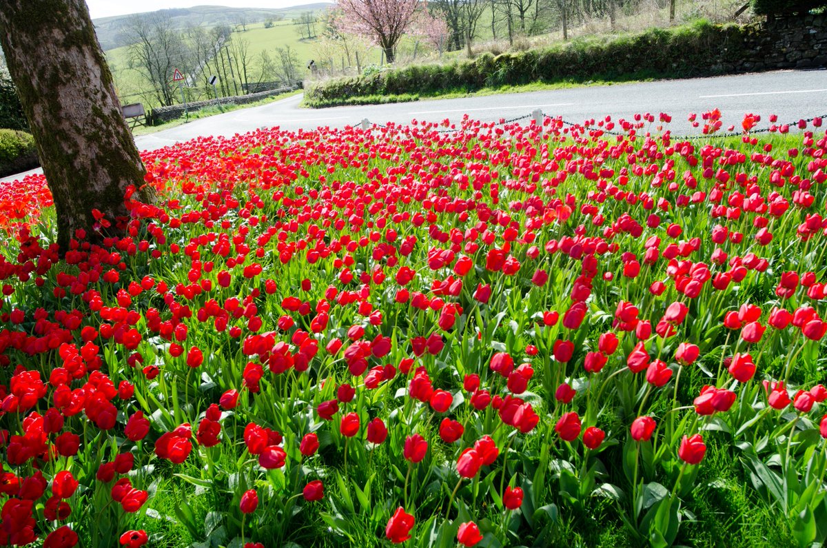 BowlandCottage's tweet image. Its another lovely day out there in the @forestofbowland if you have not visited Newton in Bowland and seen the tulips yet, why not take a trip out they are amazing - they won't be out forever and you really do not want to miss out so come along and @VisitLancashire