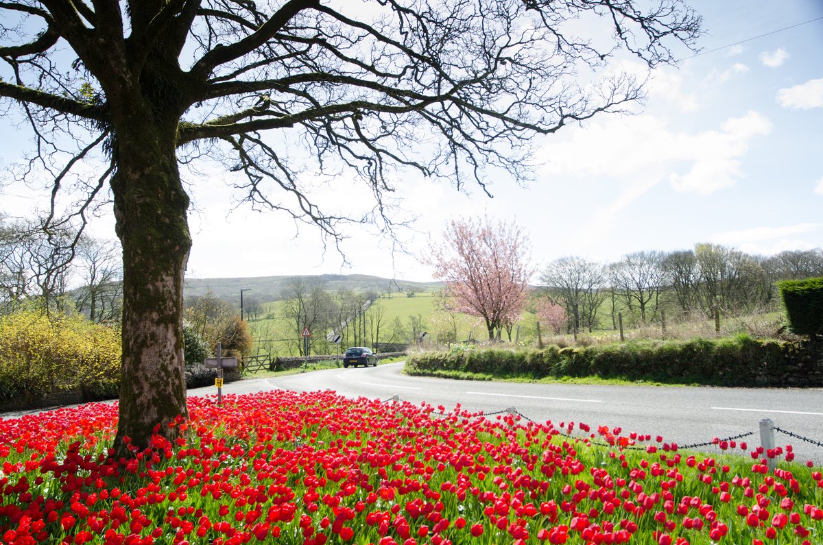 BowlandCottage's tweet image. Its another lovely day out there in the @forestofbowland if you have not visited Newton in Bowland and seen the tulips yet, why not take a trip out they are amazing - they won't be out forever and you really do not want to miss out so come along and @VisitLancashire