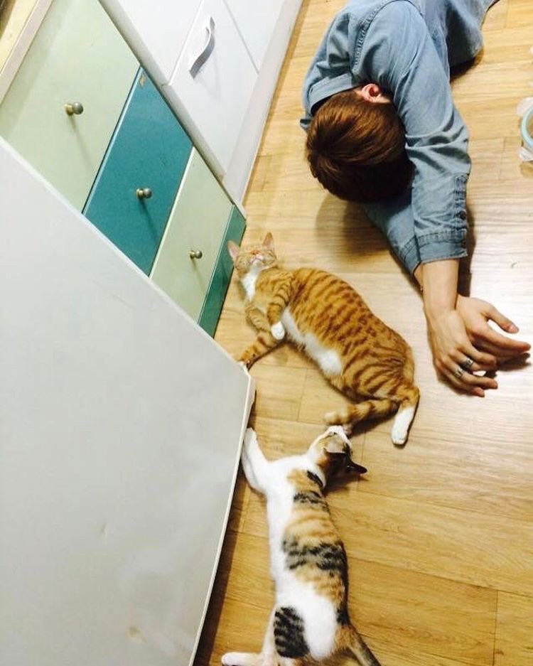 Daniel’s cats, a guide