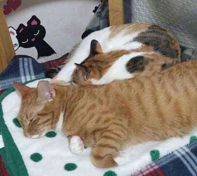 First of all Daniel has two (2) cats.Rooney (the orange one) and Peter (the one with three colors) both are female. Yes bcs boy didn’t even bother to check their gender before naming them. Live with his mom in Busan.