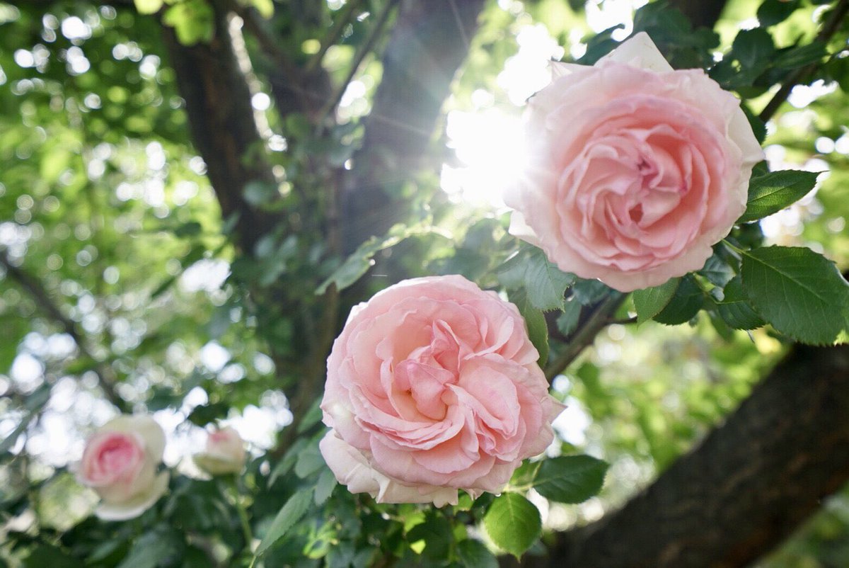 TsuboiNoriyuki's tweet photo. #sonya7ii #sony #fe1635 #yokohama #横浜 #イングリッシュガーデン #バラ #rose #薔薇 #japan #東京カメラ部 https://t.co/1rt9rVTAHP