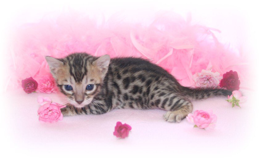 We are expecting a new litter next Friday if you are interested in joining our waiting list please click the link below. 
nevaehbengals.co.uk/bengal-kittens…

We are located in Wiltshire UK 🇬🇧

#kittensoftwitter #kittens #kittenlife #bengalkitten #bengalcat #bengalcsts #petsforsale
