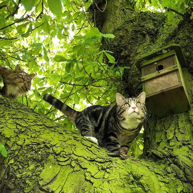 Cottage_R's tweet photo. Watching their father pottering in the #garden! Happy #caturday from #pat and #minksy! I’m amazed by how green everything has become in the last week or so! Including this horse chestnut tree 🌰 which has exploded with leaves since the recent cold sna… https://t.co/AXXDKm8u07 https://t.co/DPV70Gjzek