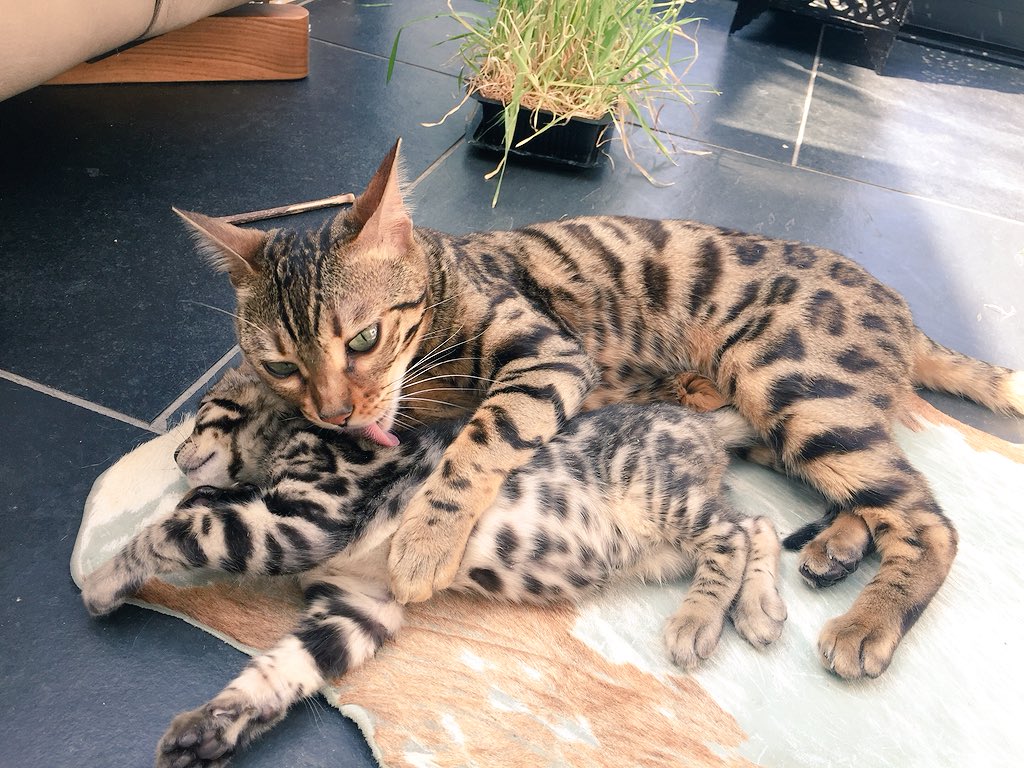 BengalWilma's tweet photo. Frank needs to smarten up his hygiene! 😼🐾 #Bengals #kitten #friendship #SundayMorning #BankHoliday https://t.co/HQiPvxKoEr