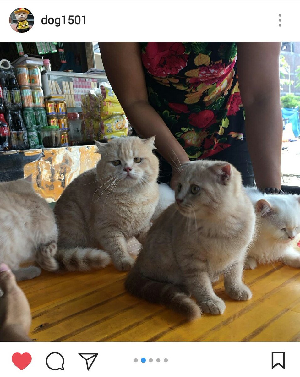 magicbelle__'s tweet photo. หน้าน้องไม่อยากเลี้ยงลูกมากๆ https://t.co/JsbpZahHgf