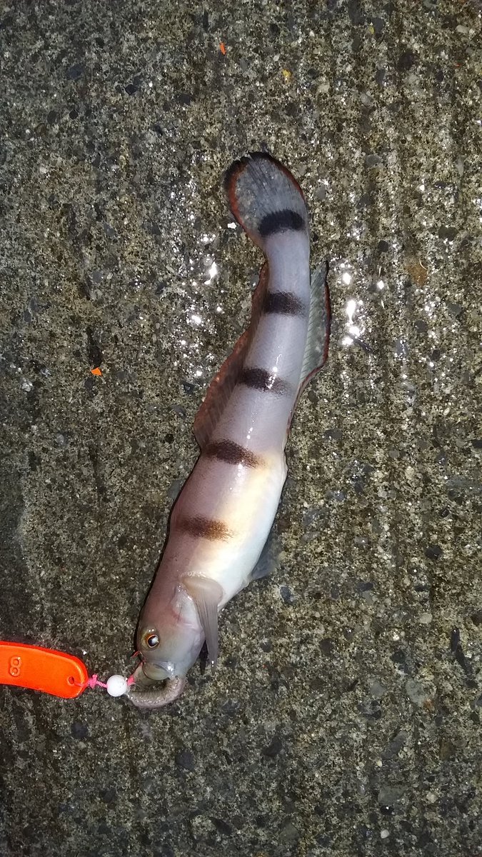 ごっこま３ 本日の釣果 再投稿 重複してたらゴメン ハゼ 何ハゼだべ ブラーとイソメで ハゼっぽい魚 手のひらのクロガシラ ミニカジカ 赤腹のウグイ 全てリリースして本日終了