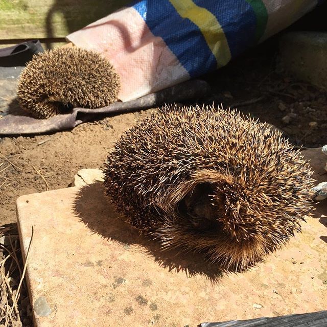 Marianne_Weekes's tweet image. Found sleeping under the bicycle cover, you can imagine the excitement of the children 😍🧡🦔 #wildlife_shots #kidsexploring #beautifuloutside ift.tt/2FNTe9A