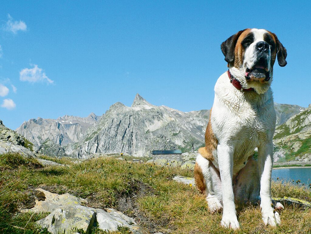 Effet surprise garanti, ici! Cinq #événements qui font la part belle aux #animaux: bit.ly/2jA5yld 🐐🐝🐕