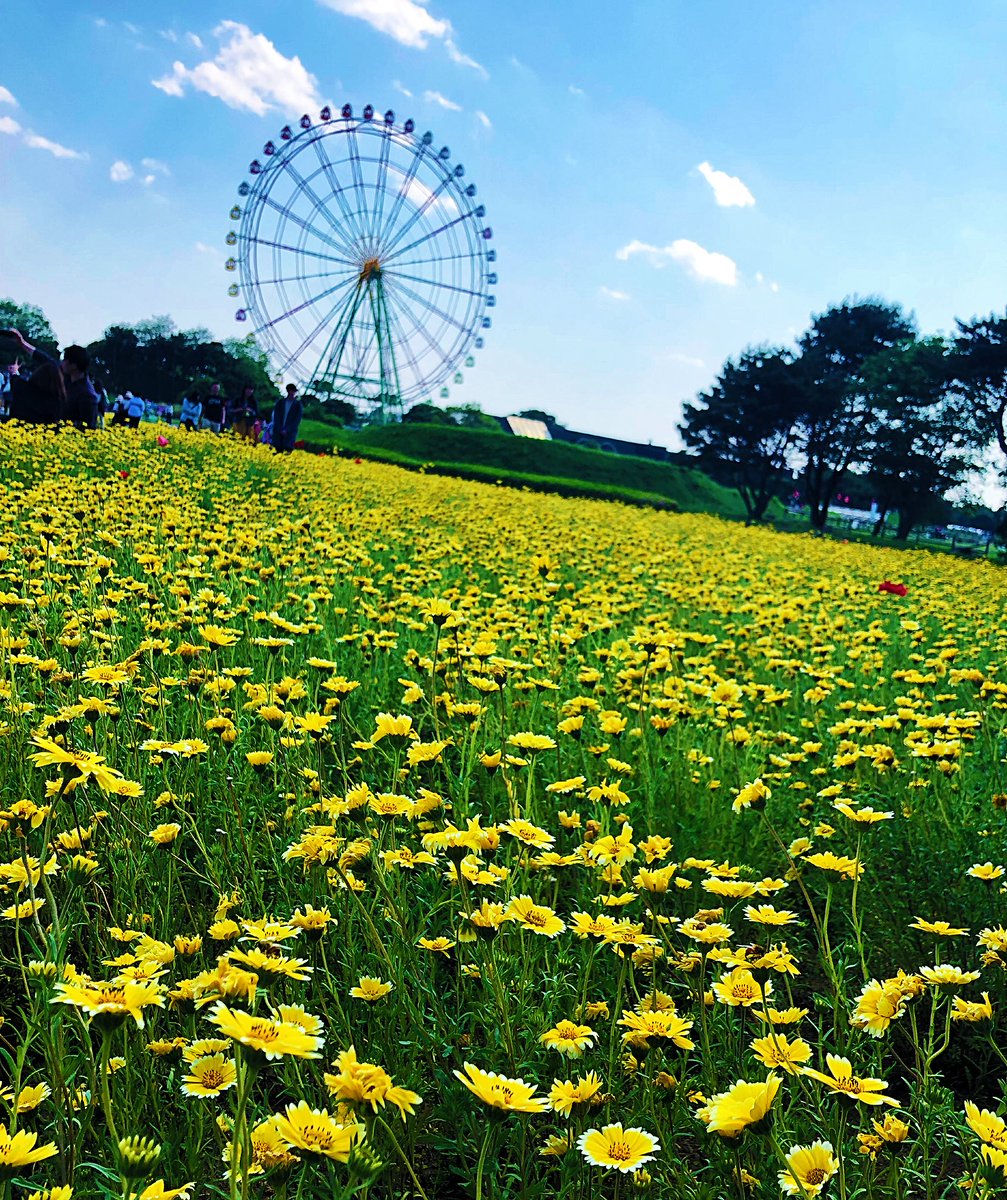 星野みづき Twitter પર Gw日記 ひたち海浜公園は四季折々のお花畑になるそうで 夏はひまわり畑になるのかな 見てみたい 最高の癒しスポットでした ひたち海浜公園 花畑 Gw