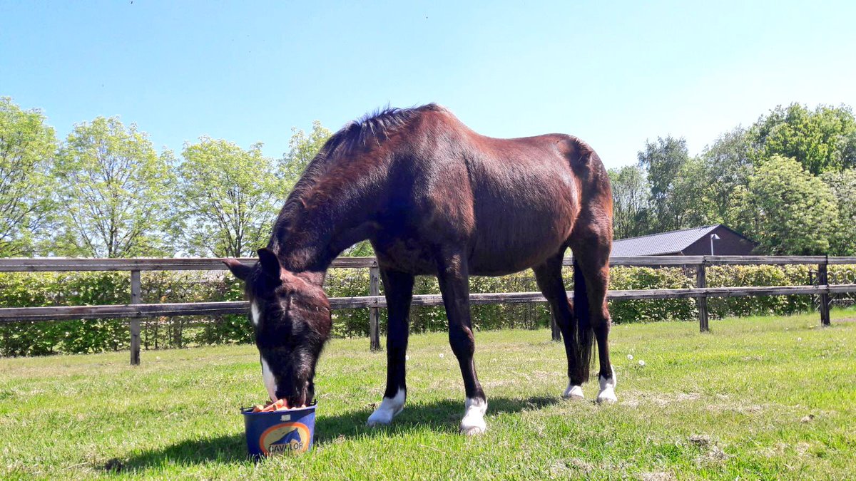 Anky van Grunsven on Twitter: "Happy Birthday Salinero 🎉❤️ #24 #champ  #dearfriend… "