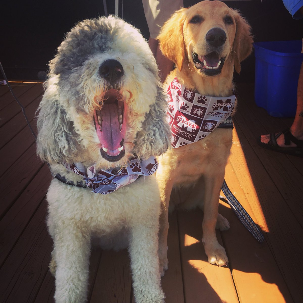 MSU Marketing (HailStateMKTG) Twitter