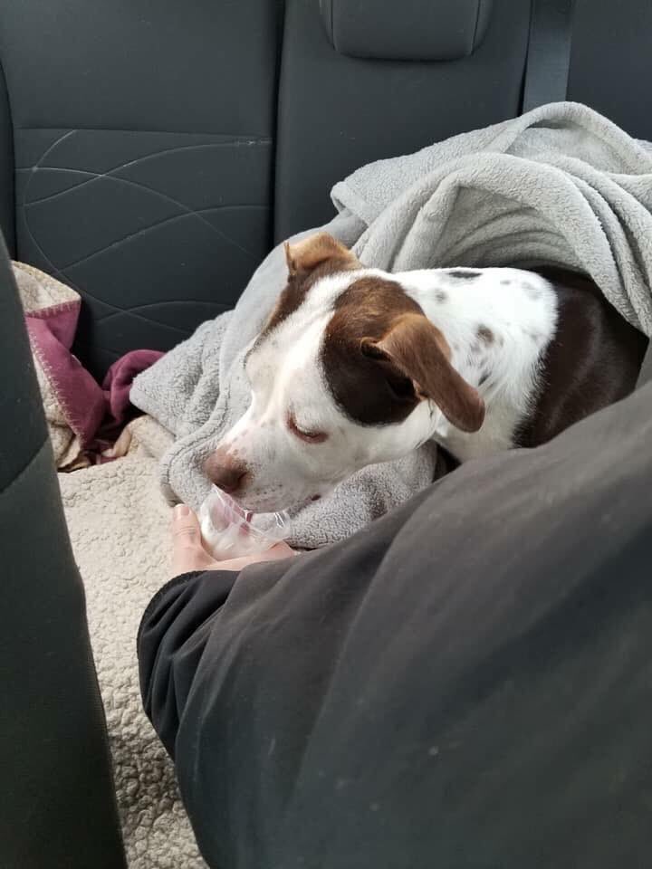 Need a temporary roommate? So does Lola! This very sweet girl has been with us way too long and is in need of a break. Can you help us find Lola a loving foster by retweeting?  hopefultailsfostering@gmail.com