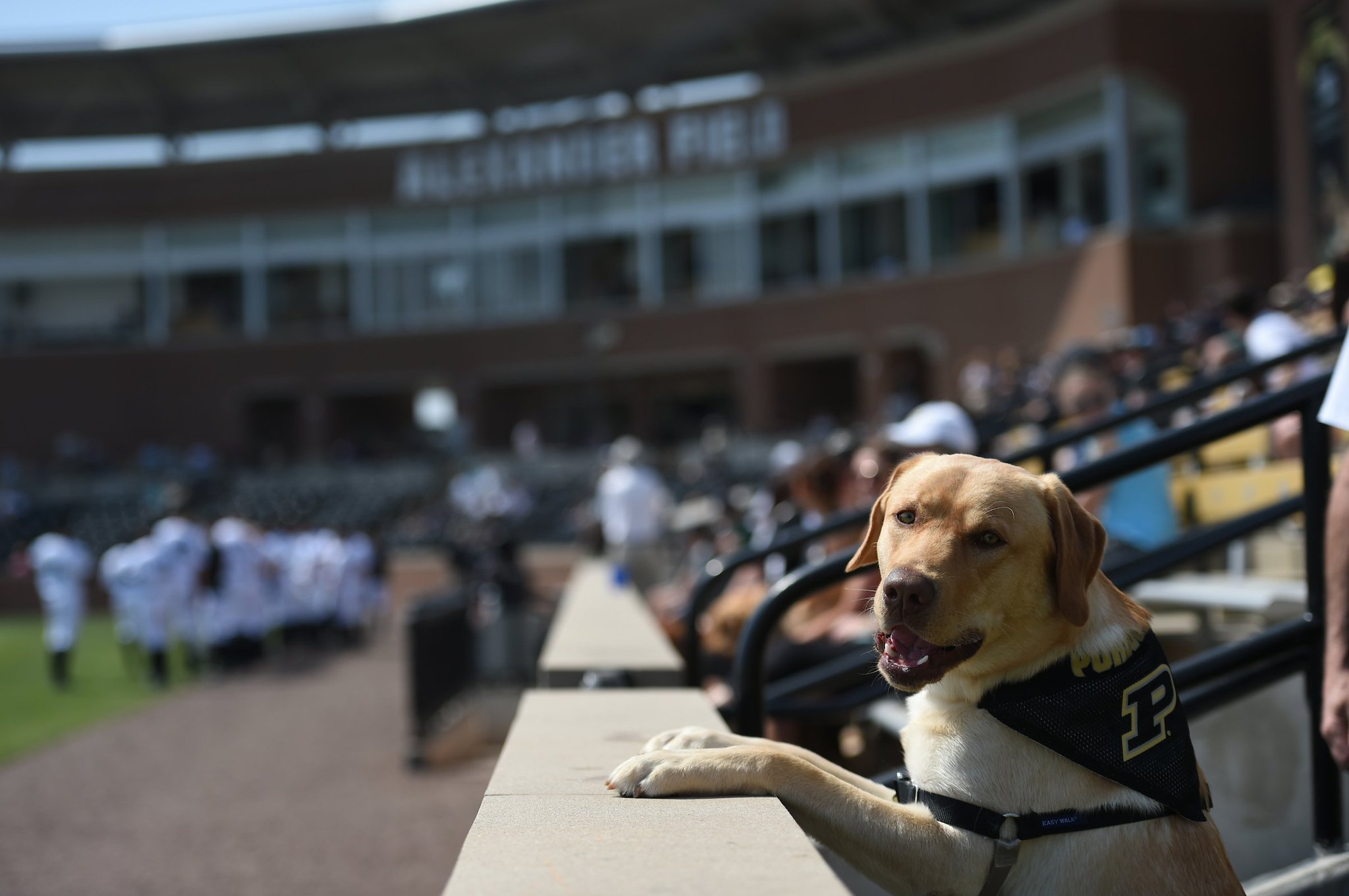 Purdue Baseball on Twitter "📷 Scenes from the Bark at the Park. Thanks