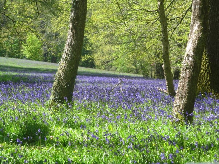 ActionNan's tweet photo. It’s the Bluebell Festival at @EnysGardens this week and one more day of the art exhibition in the House... #bluebells #enys #cornwall https://t.co/7IuOTCLMS8